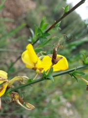 Cytisus grandiflorus