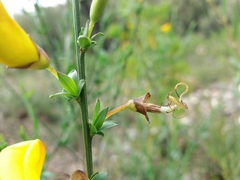 Cytisus grandiflorus