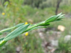 Cytisus grandiflorus