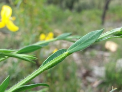 Cytisus grandiflorus