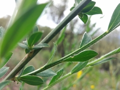 Cytisus grandiflorus