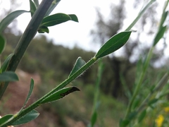 Cytisus grandiflorus
