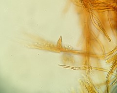 Phylloporia pectinata