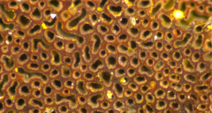 Phylloporia pectinata