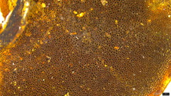 Phylloporia pectinata