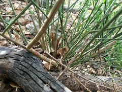 Cytisus grandiflorus