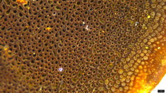 Phylloporia pectinata