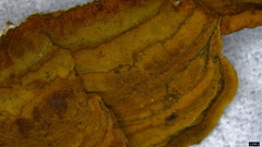 Phylloporia pectinata