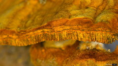 Phylloporia pectinata