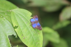 Paches loxus gloriosus