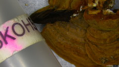 Phylloporia pectinata