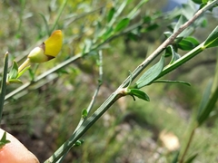 Cytisus grandiflorus
