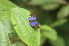 Paches loxus gloriosus