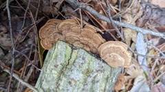 Phylloporia pectinata