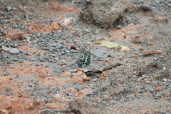 Graphium policenes policenes