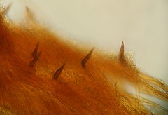 Phylloporia pectinata