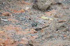 Graphium policenes policenes