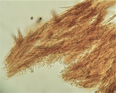 Phylloporia pectinata