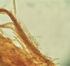 Phylloporia pectinata