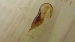 Neocaridina denticulata