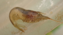 Neocaridina denticulata