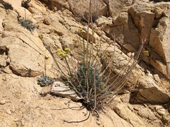 Eriogonum nudum westonii