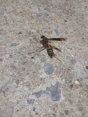 Polistes fuscatus