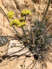 Eriogonum nudum westonii