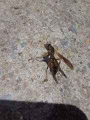 Polistes fuscatus
