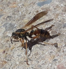 Polistes fuscatus