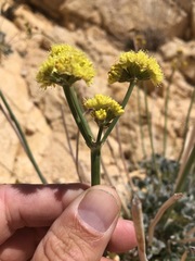 Eriogonum nudum westonii