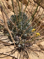 Eriogonum nudum westonii