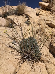 Eriogonum nudum westonii