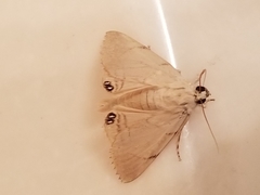 Litoprosopus coachella