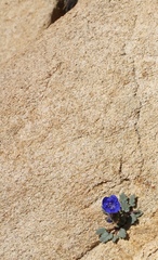 Phacelia nashiana