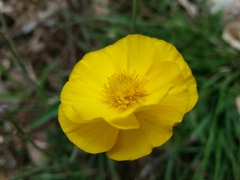 Ranunculus bupleuroides