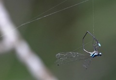 Prodasineura integra