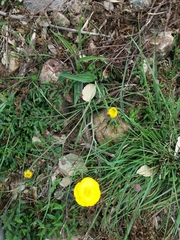 Ranunculus bupleuroides
