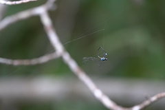 Prodasineura integra