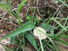 Ranunculus bupleuroides
