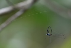 Prodasineura integra