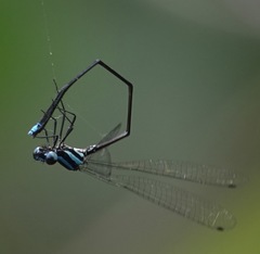 Prodasineura integra