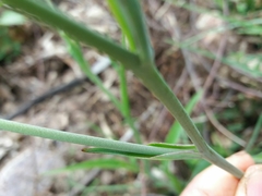 Ranunculus bupleuroides