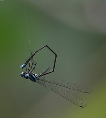 Prodasineura integra