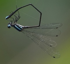 Prodasineura integra