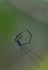 Prodasineura integra