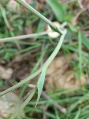 Ranunculus bupleuroides