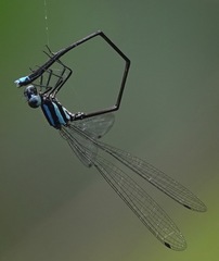 Prodasineura integra