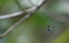 Prodasineura integra