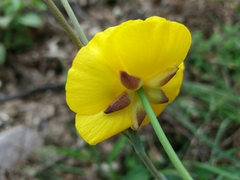 Ranunculus bupleuroides